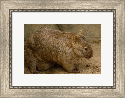 Framed Common Wombat, baby in pouch, captive, Australia Print
