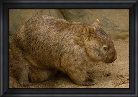 Framed Common Wombat, baby in pouch, captive, Australia Print