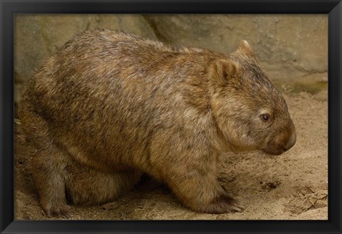 Framed Common Wombat, baby in pouch, captive, Australia Print