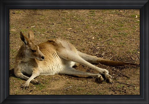 Framed Eastern Grey Kangaroo, Queensland AUSTRALIA Print