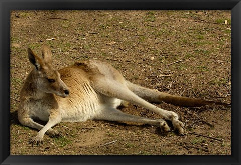 Framed Eastern Grey Kangaroo, Queensland AUSTRALIA Print