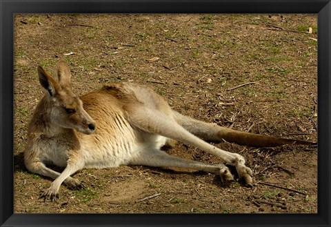 Framed Eastern Grey Kangaroo, Queensland AUSTRALIA Print