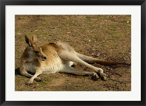 Framed Eastern Grey Kangaroo, Queensland AUSTRALIA Print