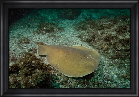 Framed Electric Ray, Stradbroke Island, Queensland, Australia Print