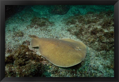 Framed Electric Ray, Stradbroke Island, Queensland, Australia Print