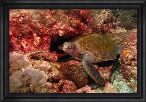 Framed Green turtle, Stradbroke Island, Queensland, Australia Print