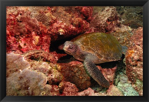 Framed Green turtle, Stradbroke Island, Queensland, Australia Print