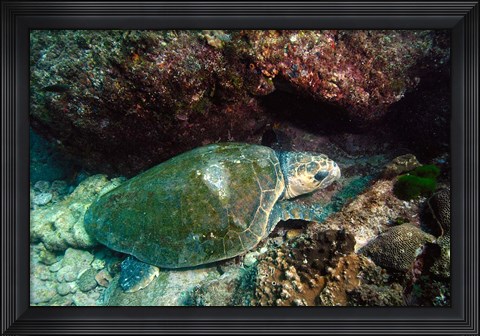 Framed Loggerhead Turtle, Stradbroke Queensland, Australia Print