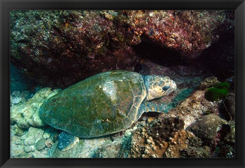 Framed Loggerhead Turtle, Stradbroke Queensland, Australia Print