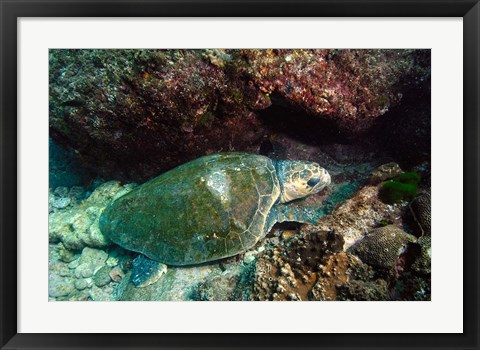 Framed Loggerhead Turtle, Stradbroke Queensland, Australia Print