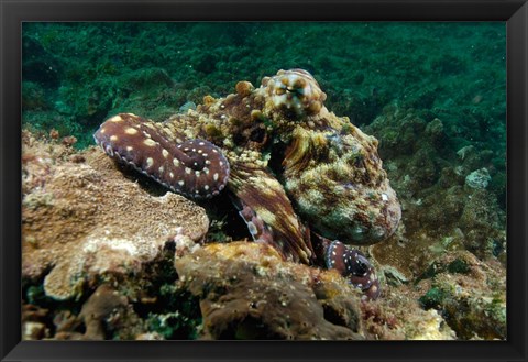 Framed Marine Life, Octopus, coral reef, Stradbroke, Australia Print