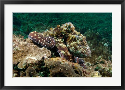 Framed Marine Life, Octopus, coral reef, Stradbroke, Australia Print