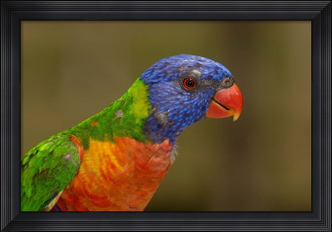 Framed Rainbow Lorikeet bird, Queensland AUSTRALIA Print