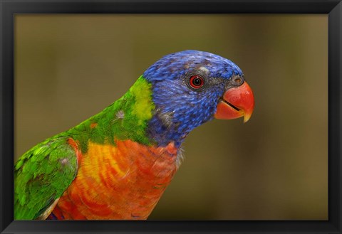 Framed Rainbow Lorikeet bird, Queensland AUSTRALIA Print