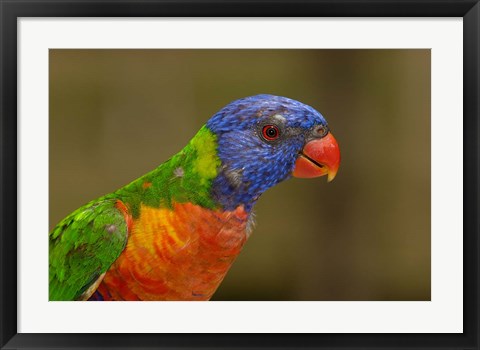 Framed Rainbow Lorikeet bird, Queensland AUSTRALIA Print