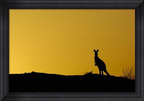 Framed Silhouette of Kangaroo, Australia Print