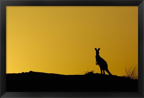 Framed Silhouette of Kangaroo, Australia Print