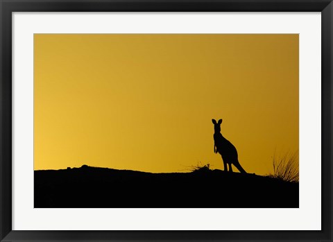 Framed Silhouette of Kangaroo, Australia Print