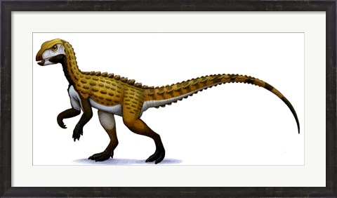 Framed Scutellosaurus Print