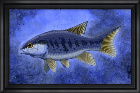 Framed Semionotus (Flag-Back) Print