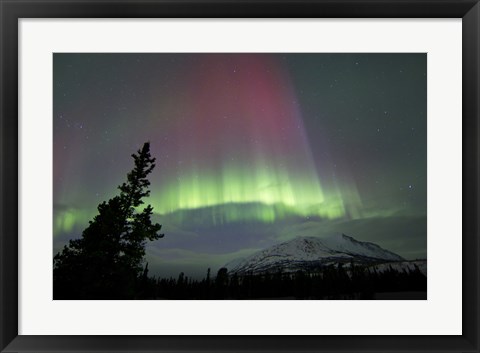 Framed Red and Green Aurora Borealis over Carcross Desert Print