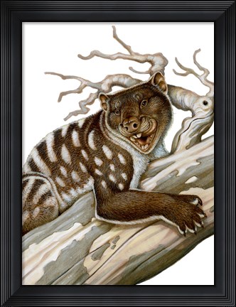 Framed Thylacoleo, a Marsupial Lion from the Pleistocene Age Print