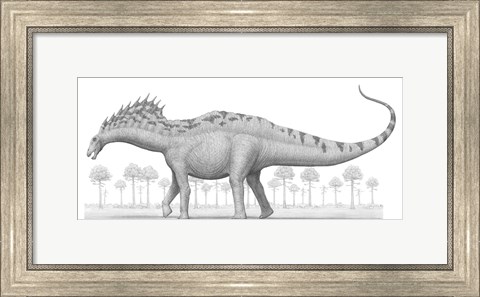 Framed Amargasaurus Cazaui Dinosaur from the Early Cretaceous Period Print