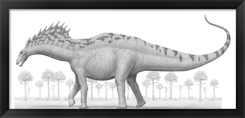 Framed Amargasaurus Cazaui Dinosaur from the Early Cretaceous Period Print