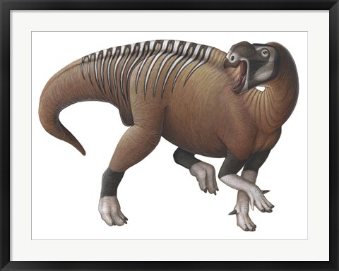 Framed Muttaburrasaurus Dinosaur from the Early Cretaceous Period Print