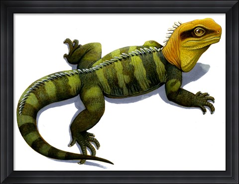 Framed Clevosaurus Print