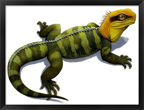 Framed Clevosaurus Print