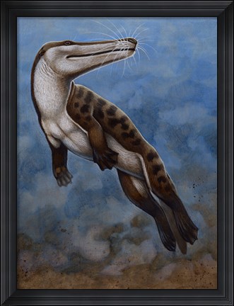 Framed Ambulocetus Natans Print