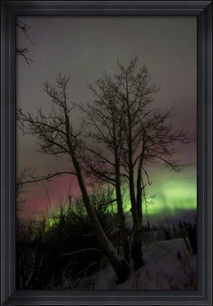 Framed Aurora Borealis with Tree, Twin Lakes, Yukon, Canada Print