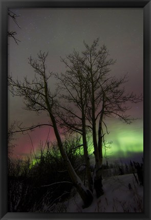 Framed Aurora Borealis with Tree, Twin Lakes, Yukon, Canada Print