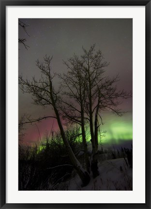 Framed Aurora Borealis with Tree, Twin Lakes, Yukon, Canada Print