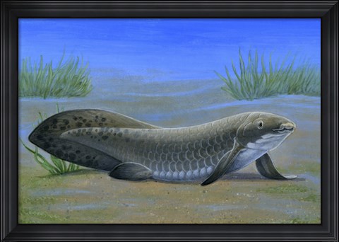 Framed Ceratodus Print
