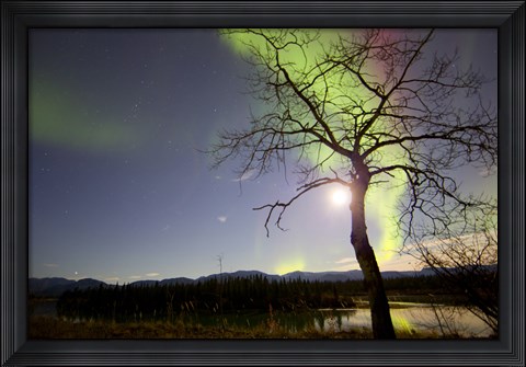 Framed Aurora Borealis with Tree and Pleiades, Yukon, Canada Print