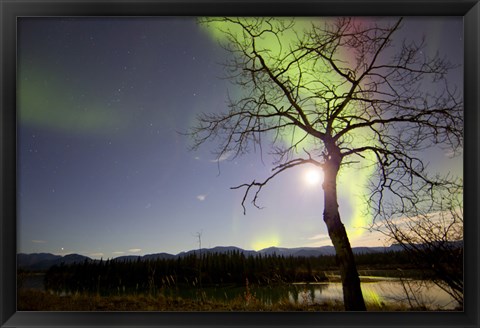 Framed Aurora Borealis with Tree and Pleiades, Yukon, Canada Print