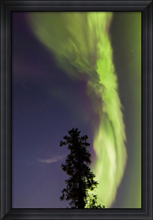 Framed Aurora Borealis with Tree and Shooting Star, Yukon, Canada Print