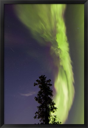 Framed Aurora Borealis with Tree and Shooting Star, Yukon, Canada Print