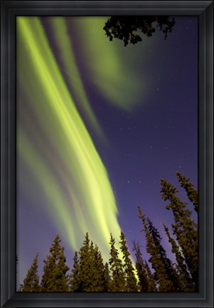 Framed Aurora Borealis with Trees, Whitehorse, Canada Print