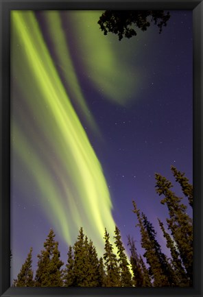 Framed Aurora Borealis with Trees, Whitehorse, Canada Print