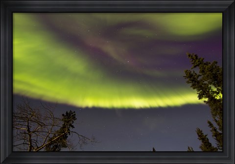 Framed Aurora Borealis with Trees, Yukon, Canada Print
