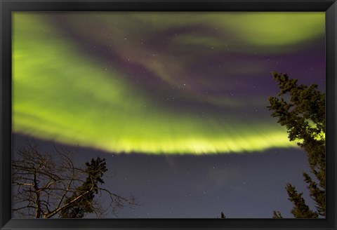 Framed Aurora Borealis with Trees, Yukon, Canada Print