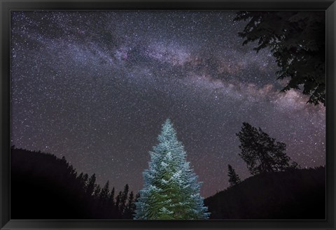Framed Pine Tree Glows Under the Arch of the Milky Way Print