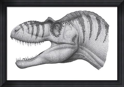 Framed Headshot of an Albertosaurus Sarcophagus Print