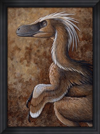 Framed Velociraptor, a Dromaeosaurid dinosaur of the Cretaceous Period Print