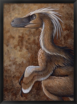 Framed Velociraptor, a Dromaeosaurid dinosaur of the Cretaceous Period Print