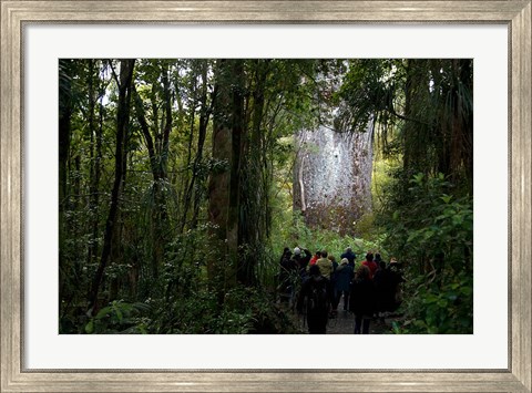 Framed Tane Mahuta, Giant Kauri tree in Waipoua Rainforest, North Island, New Zealand Print