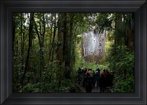 Framed Tane Mahuta, Giant Kauri tree in Waipoua Rainforest, North Island, New Zealand Print
